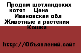 Продам шотландских котят  › Цена ­ 4 000 - Ивановская обл. Животные и растения » Кошки   